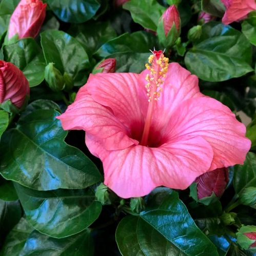HIBISCUS ROSA K:13CM x6