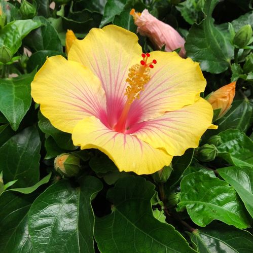 HIBISCUS MIX K:13CM x8