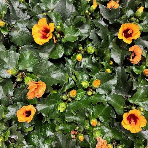 HIBISCUS MIX K:10,5CM x12