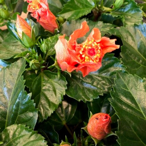 HIBISCUS ORANGE K:13CM x6