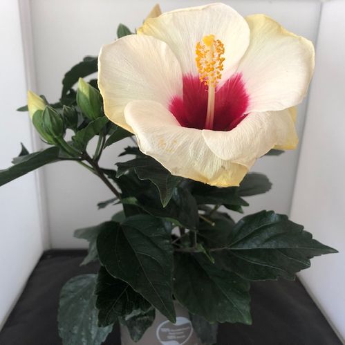 HIBISCUS VIT K:13CM x6