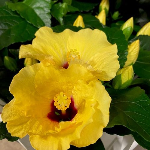 HIBISCUS GUL K:13CM x6
