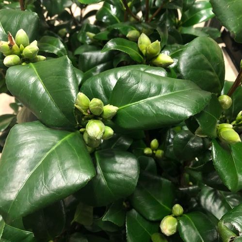 CAMELIA MIX K:19CM x3