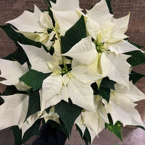 JULSTJÄRNA GREN VIT SV K:13CM x6