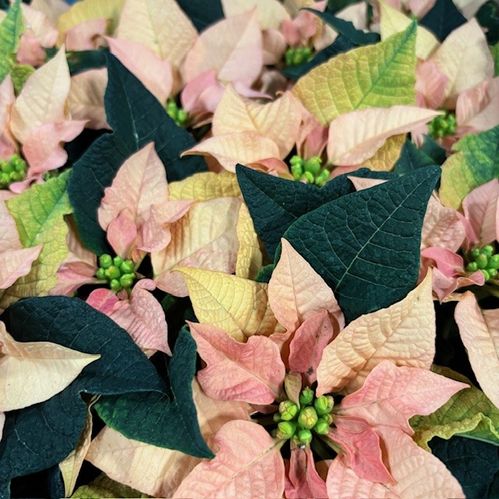JULSTJÄRNA MINI AUTUMN LEAVES x12