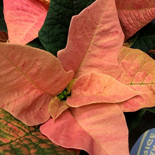 JULSTJÄRNA CINNAMON GRENAD DK K:13CM  x8