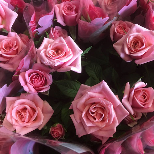 KRUKROS ROSA K:10,5CM x11