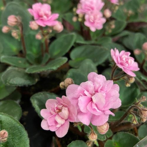SAINT PAULA MINI ROSA x12