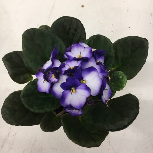 SAINT PAULA BLÅ-VIT x10