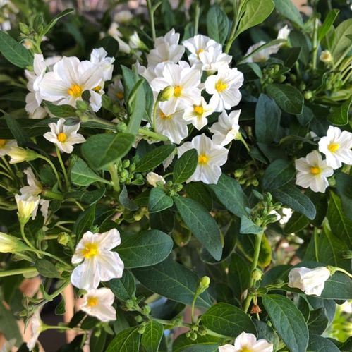 SOLANUM STAM VIT H:70-80CM