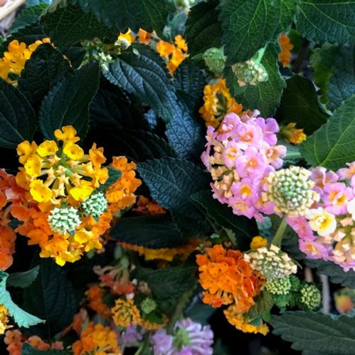 STAMMIX BLOMMANDE K:19CM