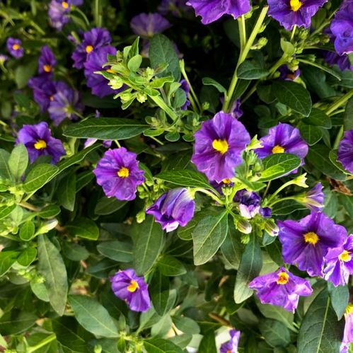 SOLANUM STAM BLÅ H:70-80CM