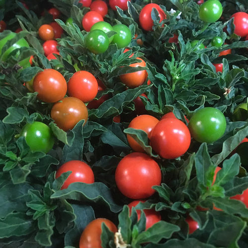 SOLANUM THURINO ORANGE x8