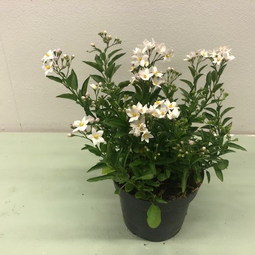 SOLANUM JASMINOIDES BUSK VIT K:12CM x8