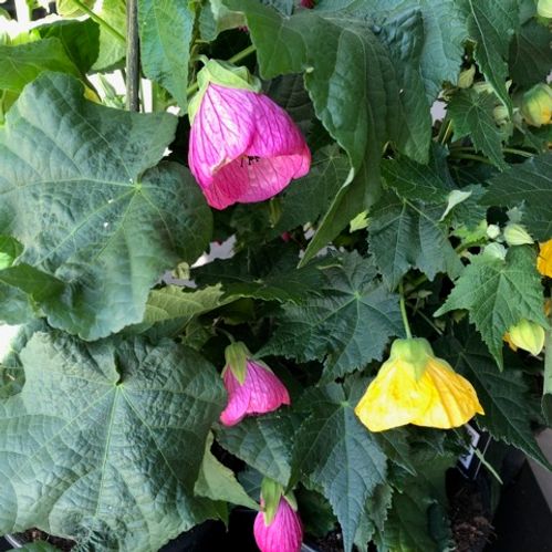 ABUTILON KLOCKMALVA MIX K:15CM x6