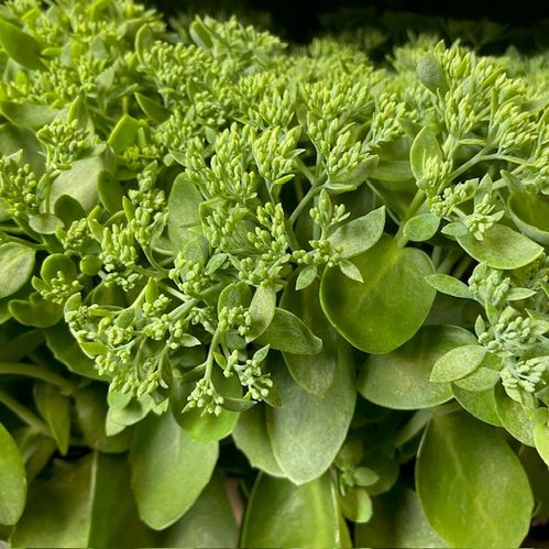 SEDUM HERBSTFREUDE ARVID x6