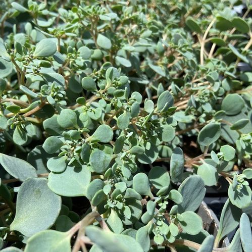 SEDUM CAUOTICOLA MB SV x10