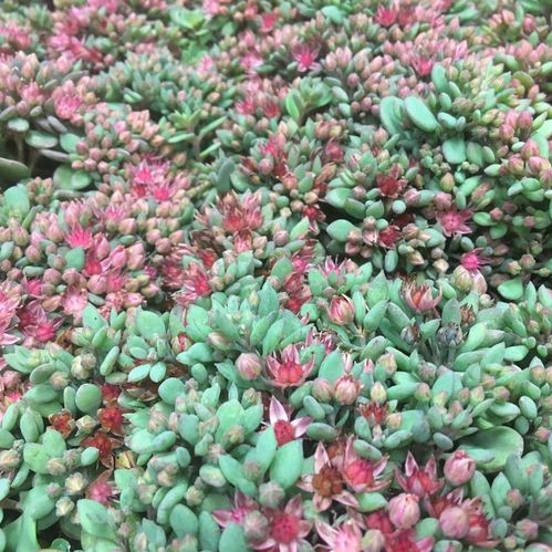 SEDUM CAUOTICOLA DK K:12CM x6