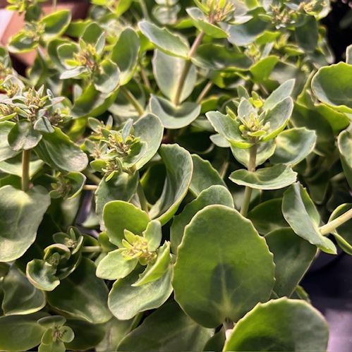 SEDUM PINK PASSION MB x10