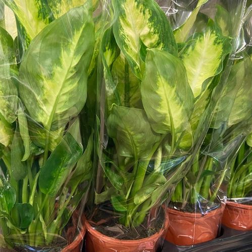 DIEFFENBACHIA COMPACTA/CAMILLA x10