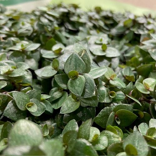CALLISIA REPENS MINI x12