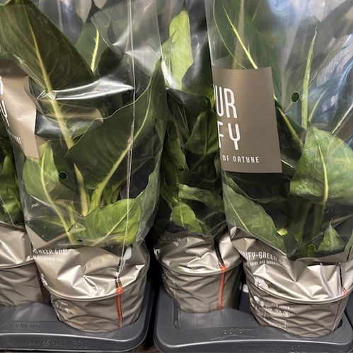 DIEFFENBACHIA GREEN MAGIC K:17CM x6