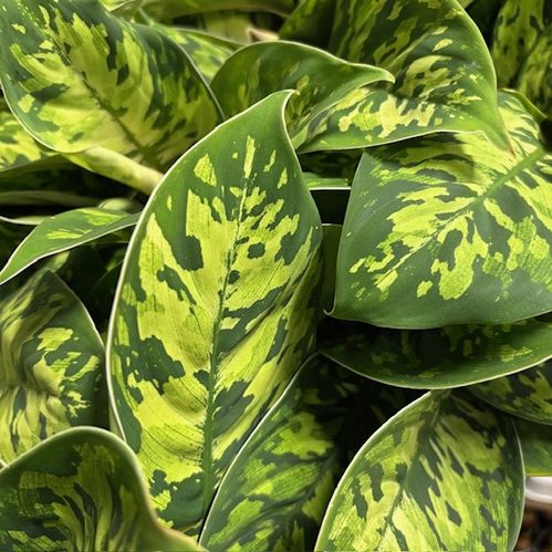 HOMELAMENA CAMOUFLAGE K:12CM x6