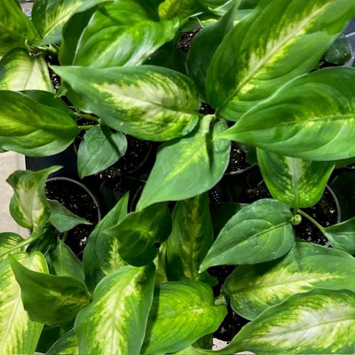 DIEFFENBACHIA MINI x12