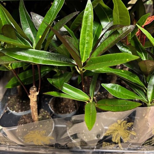 CODIAEUM KROTON STAM MINI x12
