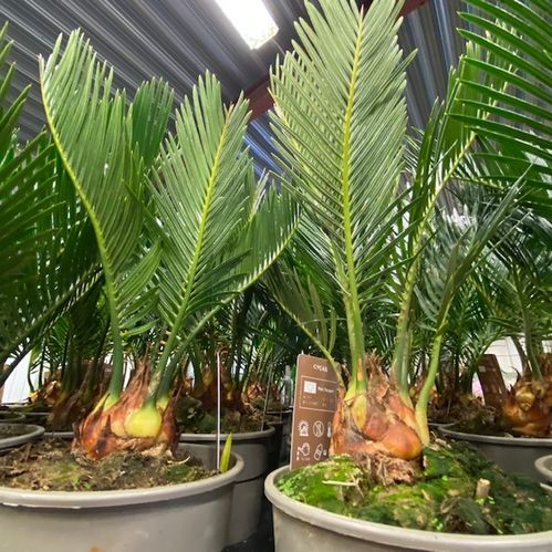 CYCAS REVOLUTA K:12 x10