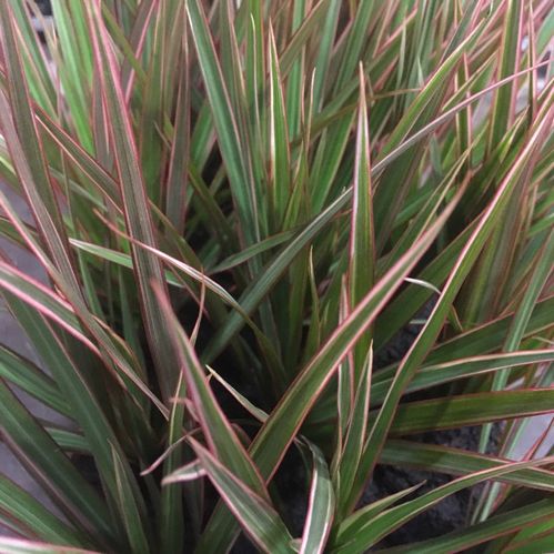 DRACENA MARGINATA K:12CM x10