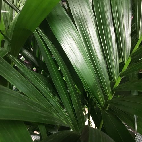 HOWEA FOSTERIANA H:120-140CM