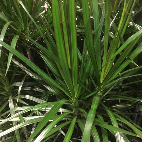 DRACENA MARGINATA 2-STAM H:60-80CM x6