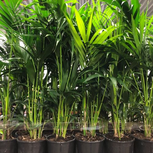 HOWEA FOSTERIANA H:90-110CM