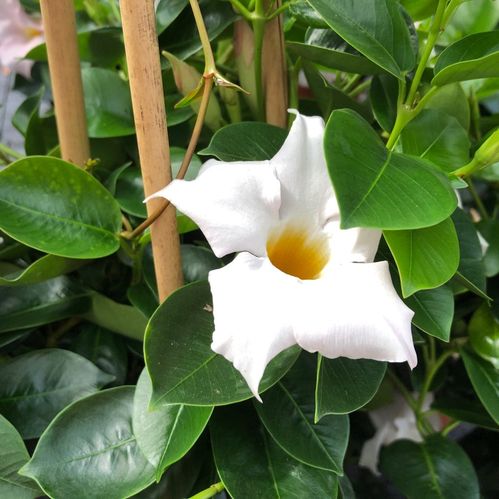 DIPLADENIA MANDEVILLEA VIT K:17CM x6