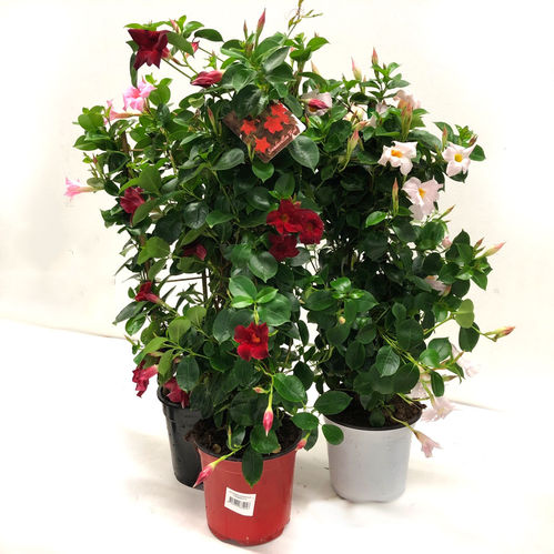 DIPLADENIA MANDEVILLEA MIX K:19CM