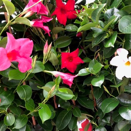 DIPLADENIA MANDEVILLEA MIX K:17CM