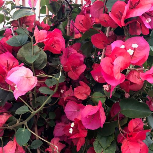 BOUGAINVILLEA PYRAMID K:17CM H:60-70CM x6