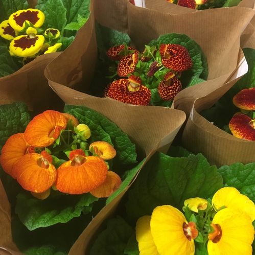 CALCEOLARIA TOFFELBLOMMA x8