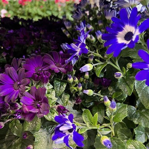 CINERARIA SENETTI FRILLE x6