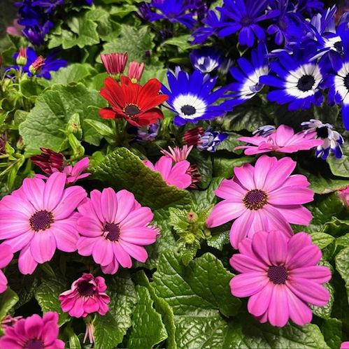 CINERARIA PERICALLIS MIX K:12CM x8