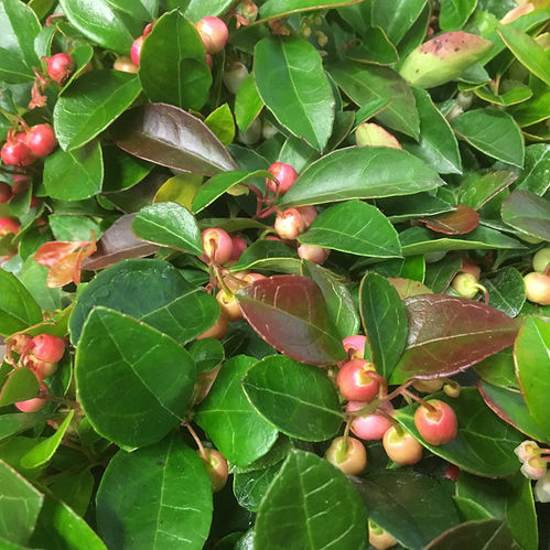 GAULTHERIA RÖDA BÄR K:11CM x10