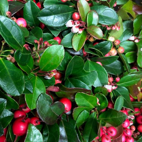 GAULTHERIA RÖDA BÄR K:10CM x15