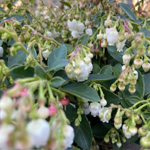 GAULTHERIA FLORRY VIT K:11CM x8