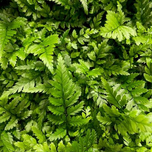 POLYSTICHUM TSUS-SIMENSE MINI x12