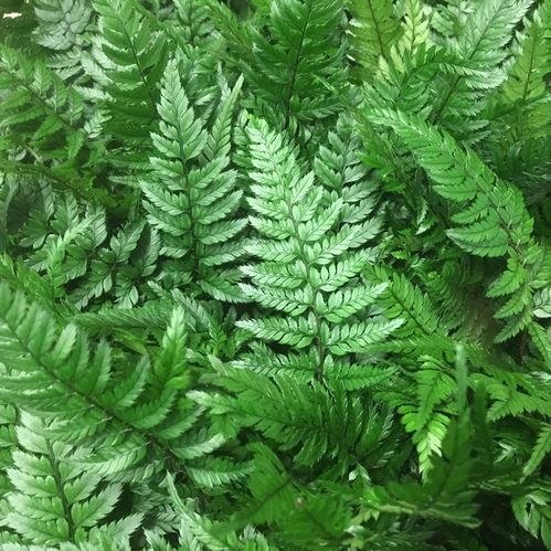 POLYSTICHUM TSUS-SIMENSE K:11CM x10