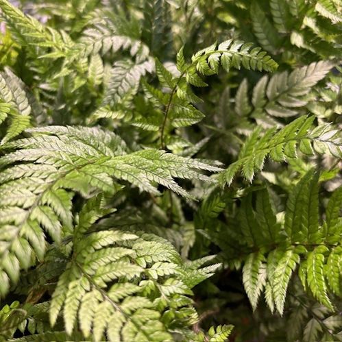ATHYRIUM BRÄKENLIKNANDE K:12CM x8