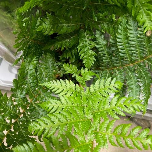 CYATHEA TRÄDORMBUNKE K:14CM x6