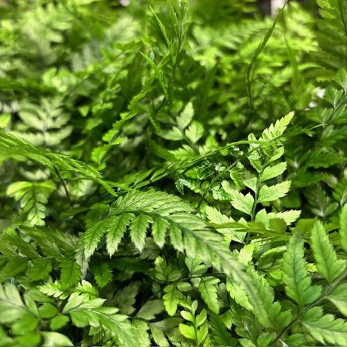 ATHYRIUM BRÄKENLIKNANDE K:8CM x18