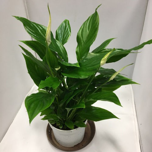 SPATHIPHYLLUM K:13CM x8